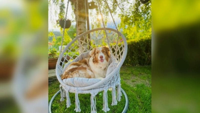 So schön kann ein Hundeleben sein: Im eigenen Garten abhängen und den lauen Sommerabend in der „Grünen Mark“ genießen. (Bild: zVg.)