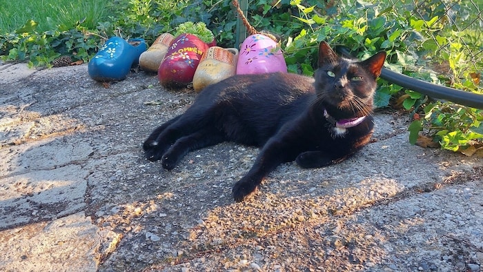 Majestätisch: Kater „Karajan“ in der Abendsonne.