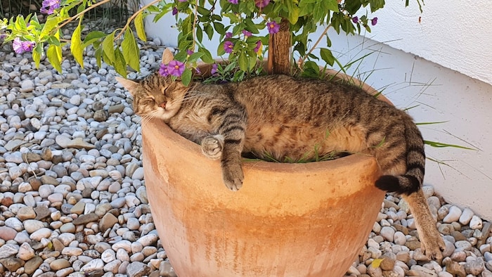 Kater „Gino“ beim Chillen an einem heißen Sommertag.