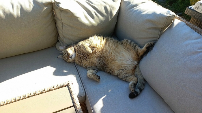 Ob er „Garfield“ heißt, wissen wir nicht. Das Foto hat uns dennoch überzeugt.