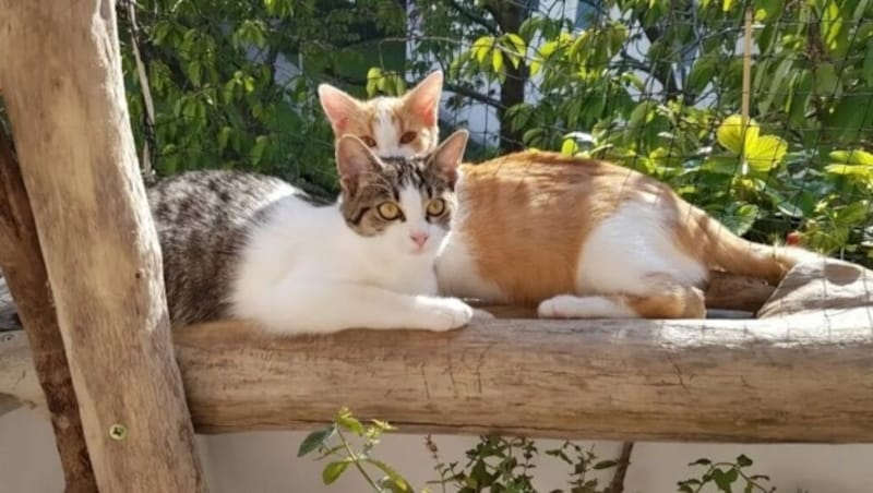 „Angie“ mit ihrem tierischen Freund „Garfield“ am Balkon-Sonnenplatz. (Bild: zVg.)