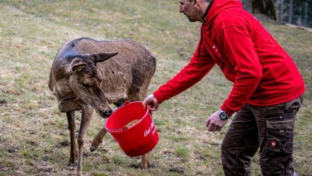 (Bild: Susanne Arnezeder/Gut Aiderbichl)