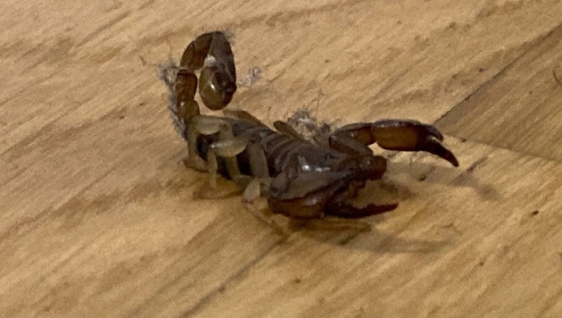 So sehen echte Italiener aus: Der in Ried aufgetauchte Skorpion. (Bild: Tierschutzinitiative Innviertel)