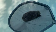 Rettungsaktion in Steinbrunn: Der Igel wurde noch rechtzeitig geborgen. (Bild: zVg)