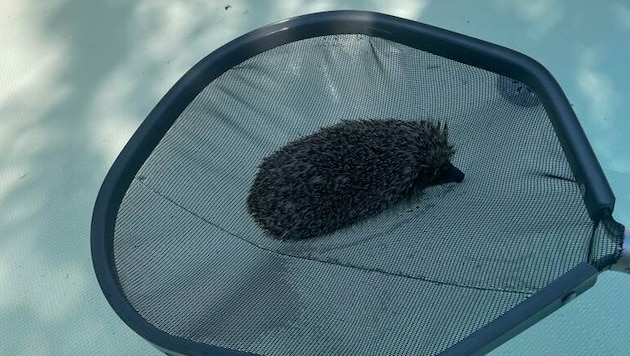 Rettungsaktion in Steinbrunn: Der Igel wurde noch rechtzeitig geborgen. (Bild: zVg)