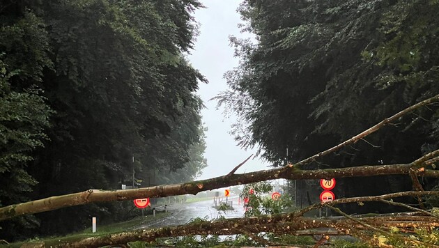 Die Mattseer Landesstraße war von einem umgestürzten Baum blockiert. (Bild: Markus Tschepp)