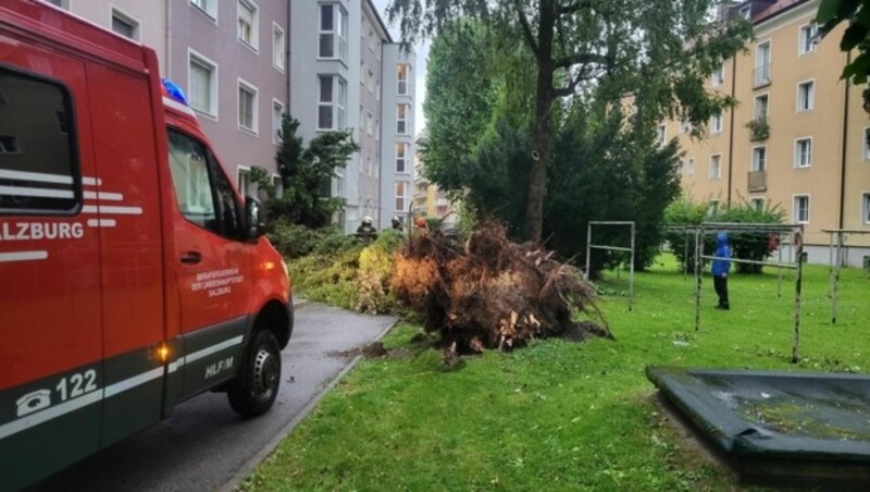 Mitten in einer Siedlung in Lehen stürzte ein Baum um. (Bild: Markus Tschepp)