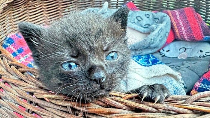 Kätzchen „Cleo“ fühlt sich seit der Rettung richtig wohl