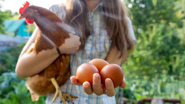 Colorful plumage: It's not just your own fresh breakfast egg that makes these clever animals so popular. (Bild: stock.adobe.com - September)