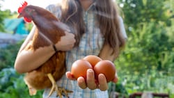 Buntes Gefieder: Nicht nur das eigene frische Frühstücksei macht die schlauen Tiere sehr begehrt. (Bild: stock.adobe.com - September)