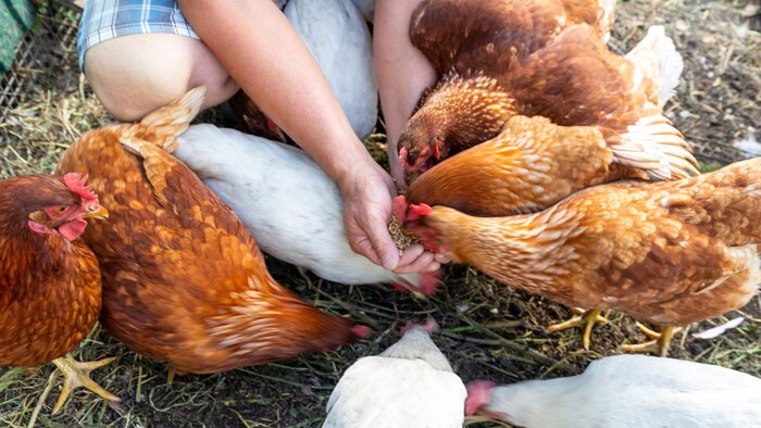 Die Rötung kann womöglich künftig als Indikator für das Wohlergehen der Tiere eingesetzt werden.