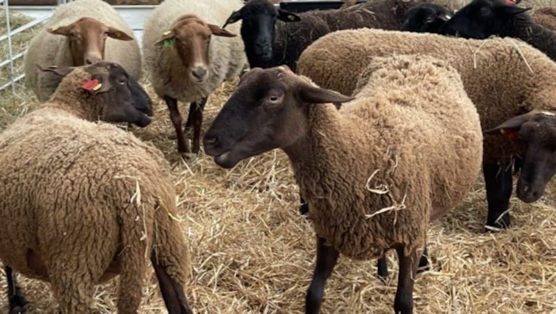 Die Landwirtschaft ist wieder mit der Zuchttierschau vertreten. (Bild: Schulter Christian)