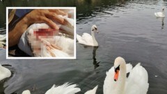 An der Donau häufen sich Fälle mit verletzten Schwänen. (Bild: Marina Gruber, Krone KREATIV)