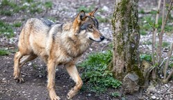 Angstverbreitendes Raubtier oder natürlicher Teil des Ökosystems? (Bild: Lukas Huter)