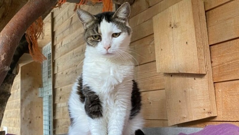 Katze Weibi (Bild: Tierschutzheim Vorarlberg)