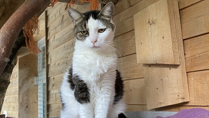 Katze Weibi