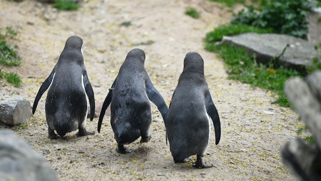 Eine unfassbare Tat schockiert den Rostocker Zoo. (Bild: APA/dpa/Axel Seidemann)