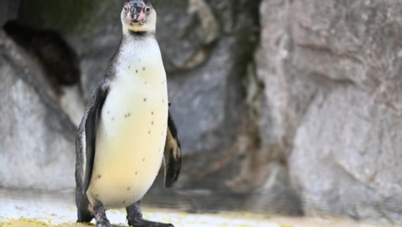 Ein junger Humboldt-Pinguin (Bild: APA/dpa/Axel Seidemann)