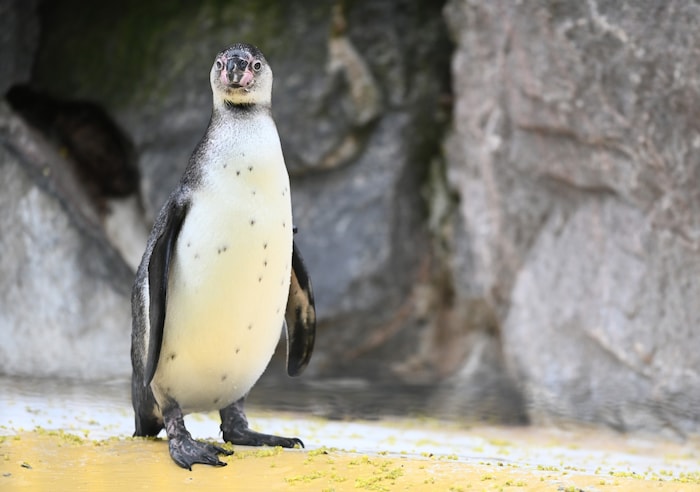 Ein junger Humboldt-Pinguin