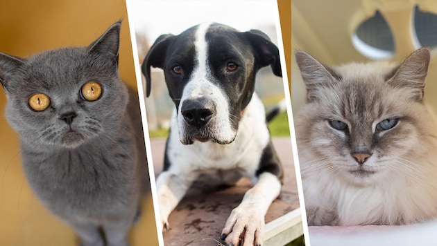 Diese Tiere suchen ein Zuhause. (Bild: Laura Berndl, Krone KREATIV)