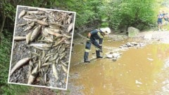 50.000 Liter Gülle sind in den niederösterreichischen Anzbach geflossen. Damit droht jetzt ein Massenfischsterben. (Bild: reiwillige Feuerwehr Anzbach, Krone KREATIV)