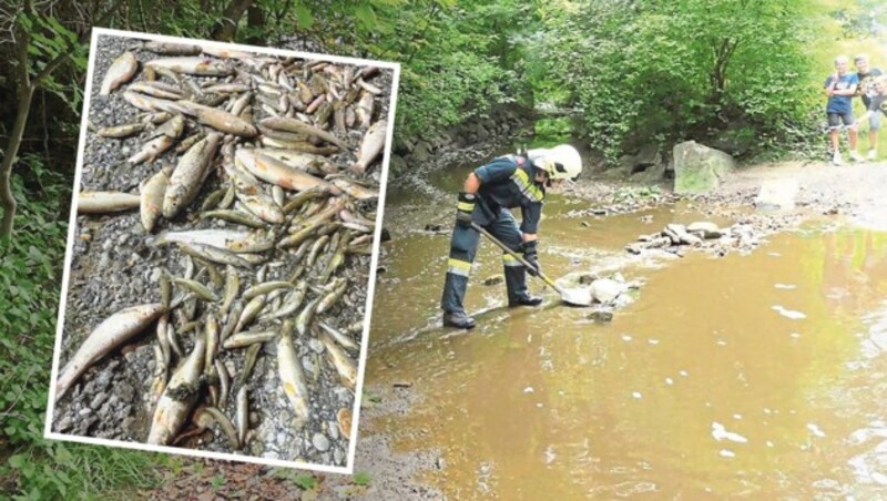 50.000 Liter Gülle sind in den niederösterreichischen Anzbach geflossen. Damit droht jetzt ein Massenfischsterben. (Bild: reiwillige Feuerwehr Anzbach, Krone KREATIV)