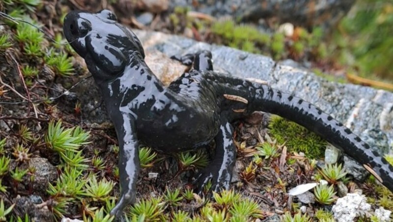 Alpensalamander (Bild: rubina bergauer)