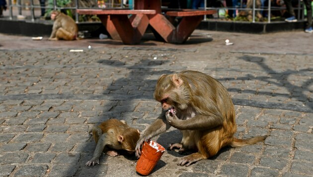 Affen fressen aus einem Joghurtbecher aus Ton auf einem Marktplatz in Neu-Delhi. (Bild: AFP)