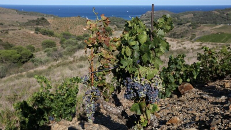 Neben dem schwächelnden Konsum macht auch der Klimawandel den französischen Winzern zu schaffen. (Bild: AFP/RAYMOND ROIG)