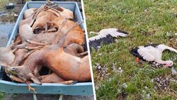 Meteorologe Jörg Kachelmann postete Fotos von Tieren, die den schweren Hagel in Bayern nicht überlebten. (Bild: Screenshot XTwitter/@kachelmann, Krone KREATIV)