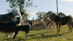 Eine Hundebande erlebt in „Doggy Style“ allerhand Abenteuer. (Bild: Universal Pictures International Austria GmbH)