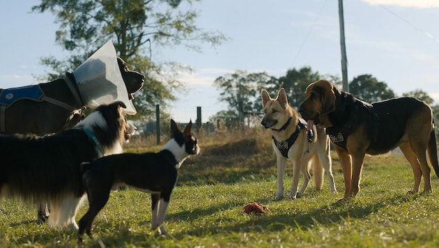 Eine Hundebande erlebt in „Doggy Style“ allerhand Abenteuer. (Bild: Universal Pictures International Austria GmbH)