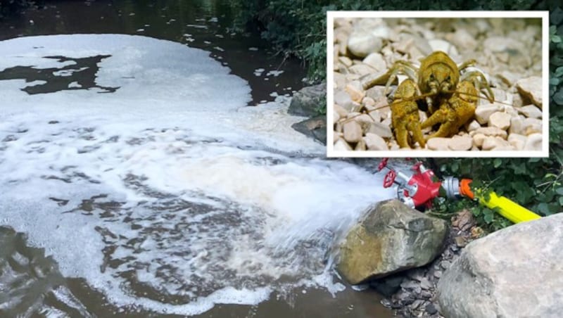 Durch Wasserverdünnung gelang es, Flora und Fauna in der Großen Tulln zu retten, doch in der Güllesuppe kamen fast alle Fische und Flusskrebse ums Leben. (Bild: Gerhard Lahofer, picturedesk.com, Krone KREATIV)