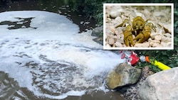 Durch Wasserverdünnung gelang es, Flora und Fauna in der Großen Tulln zu retten, doch in der Güllesuppe kamen fast alle Fische und Flusskrebse ums Leben. (Bild: Gerhard Lahofer, picturedesk.com, Krone KREATIV)