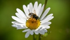 Wie kann man Klimaschutz, Biodiversität und Schuldenregeln unter einen Hut bringen? (Bild: APA/AFP/Daniel MIHAILESCU)