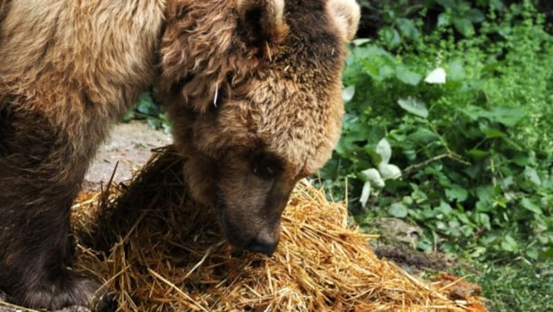 „Aragon“ hat „Losas“ Geruch bereits aufgenommen. Bald soll die Kontaktaufnahme stattfinden. (Bild: Zoo Salzburg)