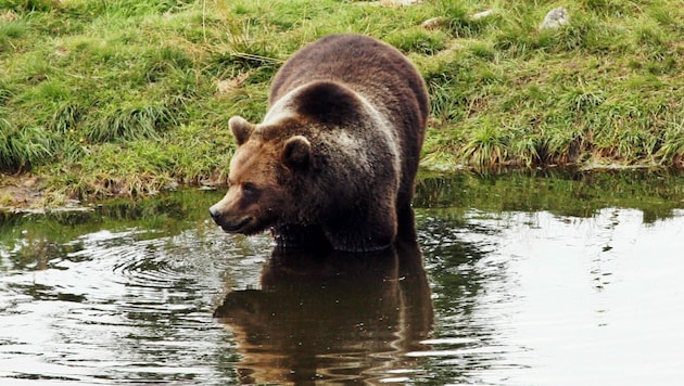 „Losa“ hat das Gehege bereits kurz erkundet (Bild: Zoo Salzburg)