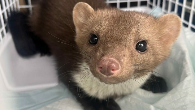 Dieser Marder stürzte in Wels in ein Besprechungszimmer ab (Bild: Tierhilfe Gusental)