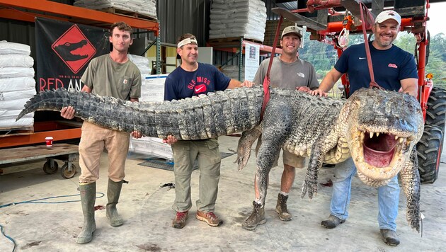Die vier Jäger posierten in ihrem Geschäft in Yazoo City mit dem riesigen Alligator. (Bild: AP)