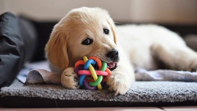 A kutyák imádják a labdákat - ezt használta ki egy állatkínzó. (Szimbolikus fotó) (Bild: stock.adobe.com)
