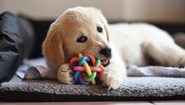 Hunde lieben Bälle - das nutzte ein Tierquäler aus. (Symbolfoto) (Bild: stock.adobe.com)