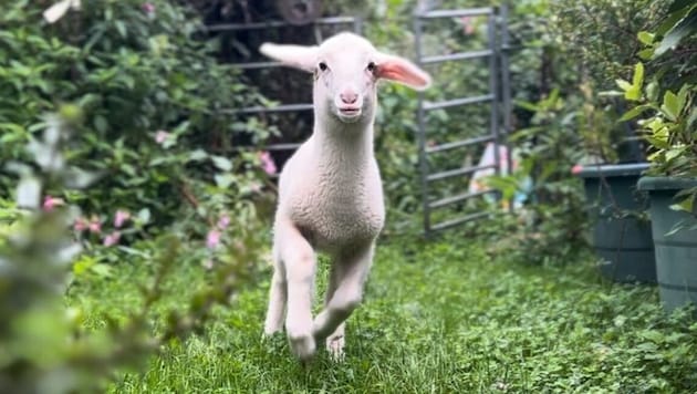 Lamm „Chilli“ wurde im August in der Stadt Salzburg auf dem Rücksitz eines Autos gefunden und der Tierschutzorganisation übergeben. (Bild: Pfotenhilfe)