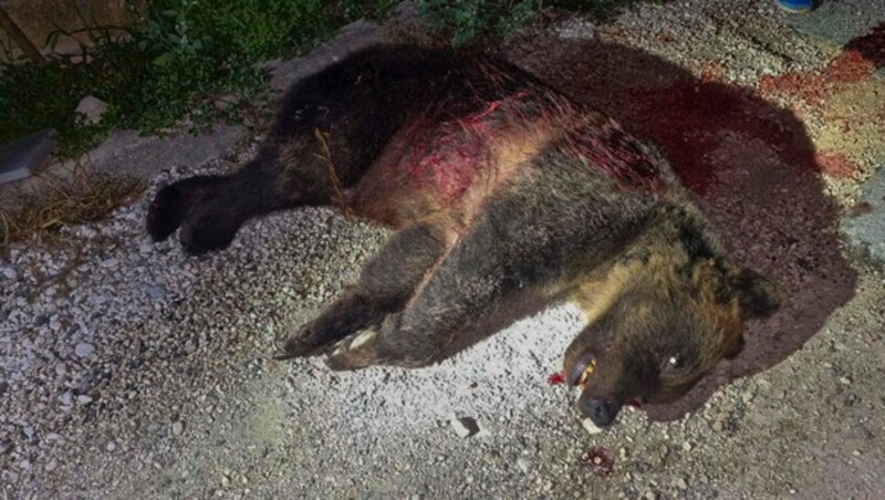 „Amarenas“ Tod wirft Fragen über das oft problematische Zusammenleben von Bären mit der Bevölkerung in Berggemeinden auf. (Bild: Parco Nazionale d‘Abruzzo via AP, Ho)