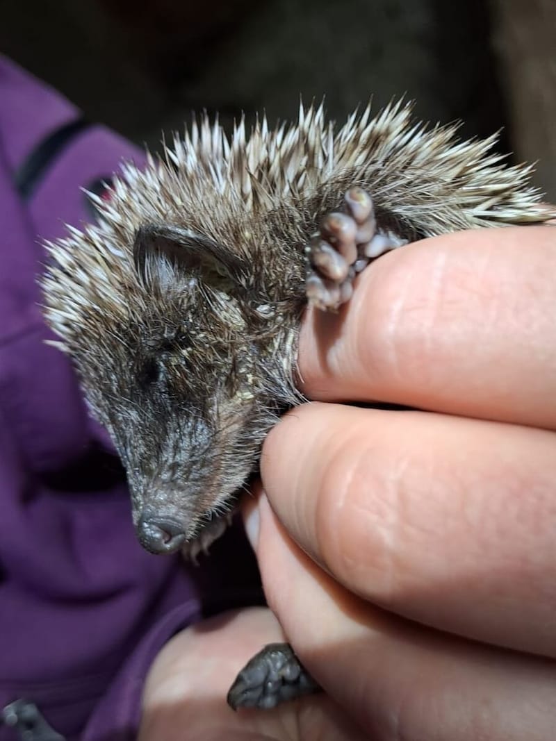 Auch Igel schwächt die Tropenhitze (Bild: Vogelhilfe Kärnten)