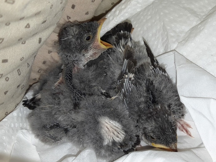 31 Mehlschwalben mussten versorgt werden, weil die Nester abfielen.