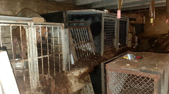 Die Hunde waren unter verheerenden Umständen eingeschlossen