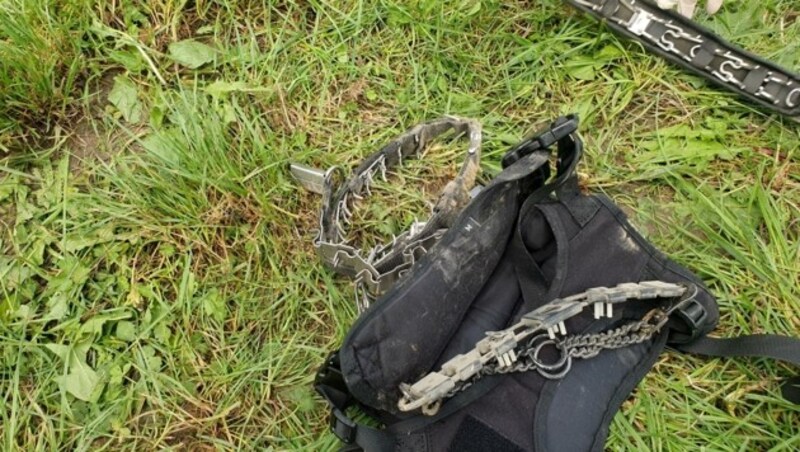 Die Tiere trugen Stachel- und E-Halsbänder. (Bild: Tierparadies Schabenreith/Hofner)