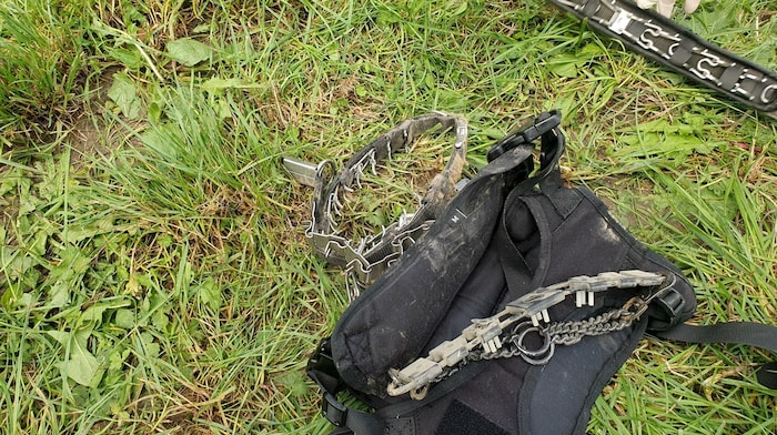 Die Tiere trugen Stachel- und E-Halsbänder.