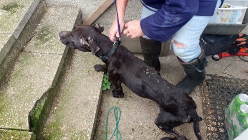 Die Hunde waren extrem abgemagert und von Bisswunden übersät. (Bild: Tierparadies Schabenreith/Hofner)