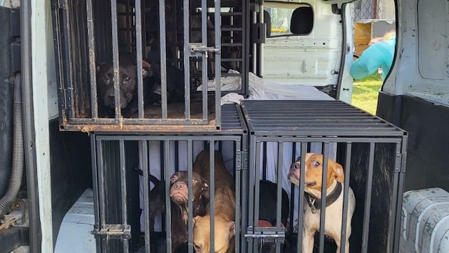 Die noch lebenden Hunde wurden geborgen und in Sicherheit gebracht. (Bild: zVg)